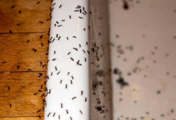 Spider Control Near Me in Choudrant, LA